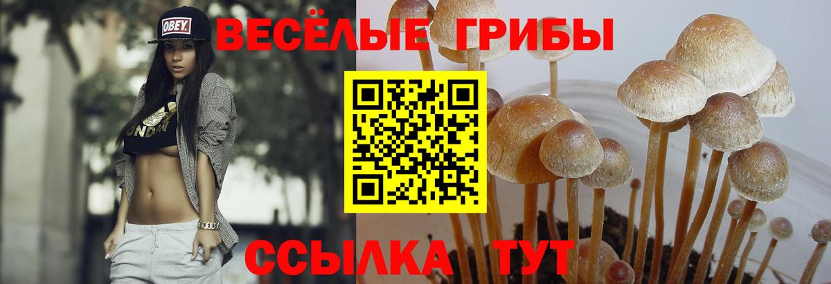 Галлюциногенные грибы мицелий  Вход с VPN  Улан-Удэ  Галлюциногенные грибы GOLDEN TEACHER 